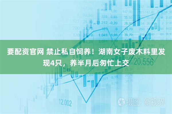 要配资官网 禁止私自饲养！湖南女子废木料里发现4只，养半月后匆忙上交